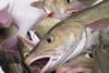 Fisheries