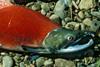 The Ozernaya River sockeye salmon fishery has been entered into full MSC assessment. Credit: U.S. Fish and Wildlife Service