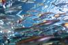 shutterstock_anchovies_1