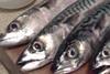UK exports of mackerel rose last year, despite the Russian ban. Credit: Podknox/CC-by-2.0