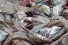 All this fish goes to waste, fertiliser or landfill after processing for human consumption