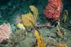 Seabed showing marine flora