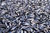 Norwegian herring fisheries have entered assessment for MSC recertification