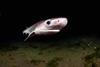 The image shows a Bluntnose Sixgill Shark (Hexanchus griseus) off Puget Sound, USA