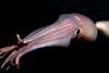 Jumbo flying squid