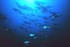 Greenpeace wants tuna fishing in the Indian Ocean to be managed sustainably. Photo: NOAA/Marine Photobank