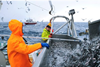 This year to date, exports of pelagic fish are valued at NOK2.8bn, 23% more than in the same period last year. Photo: Johan Wildhagen ©NSEC