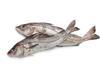 Popular fish such as haddock could become less common on our menus due to warming seas