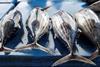 Skipjack tuna