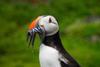 Puffin with sandeels