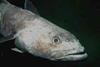 Toothfish. Credit: Pcziko