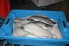 15kg fish box