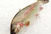 Land based farmed British trout has received a ‘green’ endorsement from the MCS