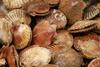 New management measures for the Scallop fishery in Cardigan Bay