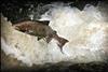 Wild Scottish salmon