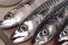 Iceland mackerel