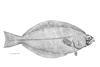 All Greenland halibut caught by EU fisheries is now sustainable Photo: MSC