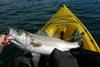 Pacifico Aquauculture’s striped bass are recognised for their quality