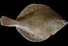 Plaice from the North Sea. ©Hans Hillewaert/CC-BY-SA-3.0