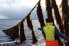 New 500-tonne seaweed farm in Norway