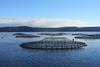 All Tassal salmon farming operations are now ASC certified