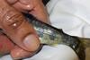 Research at Nofima indicates that removal of the farmed salmon’s adipose fin can be the easiest and cheapest method. Photo: Velmurugu Puvanendran © Nofima