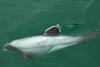 Two incidental captures of Hector’s dolphins were recorded. Credit: James Shook/ CC BY 2.5