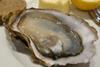 SAGB has produced the London Oyster Guide