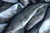 Codfarmers ASA and Atlantic Cod Farms AS plan to merge. Credit: Department of Fisheries and Oceans Canada