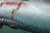 The sea lice issue has raised its head again in Scotland