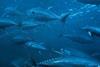 School of bluefin tuna. Credit: NOAA Fisheries Service