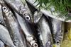 The image shows a close up of multiple Peruvian anchovies on ice