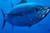 The Bluefin tuna purse seine season is over for this year Photo: Wild Wonders of Europe/Zankl/WWF