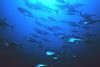 Bluefin tuna. Credit: NOAA/Marine Photobank