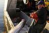 Alaska fishermen gear up for halibut season