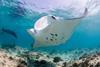 Manta ray