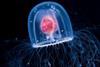 Turritopsis nutricula - the ‘imortal jellyfish’