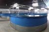 Each of the five maturation tanks (pictured) is now home to 40 male and 40 female shrimp