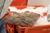 thornback ray in a box of ice