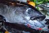 Researchers have concluded that radioactivity found in tuna contaminated by the Fukushima disaster is not a health risk. Credit: Julie Bedford/NOAA