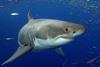 Chile has banned shark finning