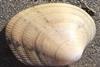 Carpet shell clam (Venerupis decussate). Credit: Cwmhiraeth/CC-BY-SA-3.0