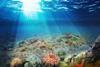 03_BELREEFS_Biodiversity_JanDeNulGroup
