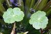 Hydrocotyle ranunculoides or Floating Pennywort may seem innocent but it is an alien invader