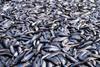 North Sea herring has been confirmed by the ICES as sustainable