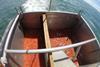 Photo of the divided hopper viewed from above with a typical catch from a tow during the study. Ten green lights on the fishing line were used on the starboard net (left side of hopper). No lights were used on the port side (right side of hopper...