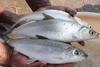 Milkfish have successfully been bred in captivity for the first time in India Photo: CIBA