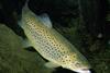 The ASC has revised its Salmon and Freshwater Trout Standards