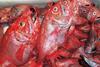 There may be targeted fishing of orange roughy in Australia’s eastern stock. Photo: S McGowan/ MPB
