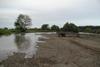 Juvenile salmon are benefitting from the Nisqually river restoration